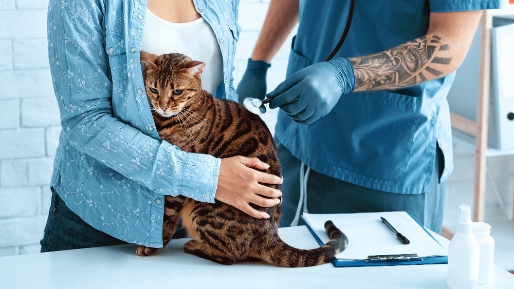animal-cardiology-veterinarian-doctor-listening-t-2022-12-16-07-29-39-utc-1